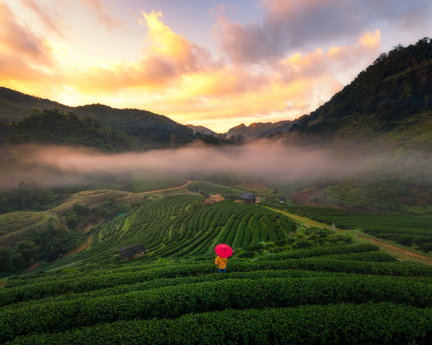 10 Facts About Tea